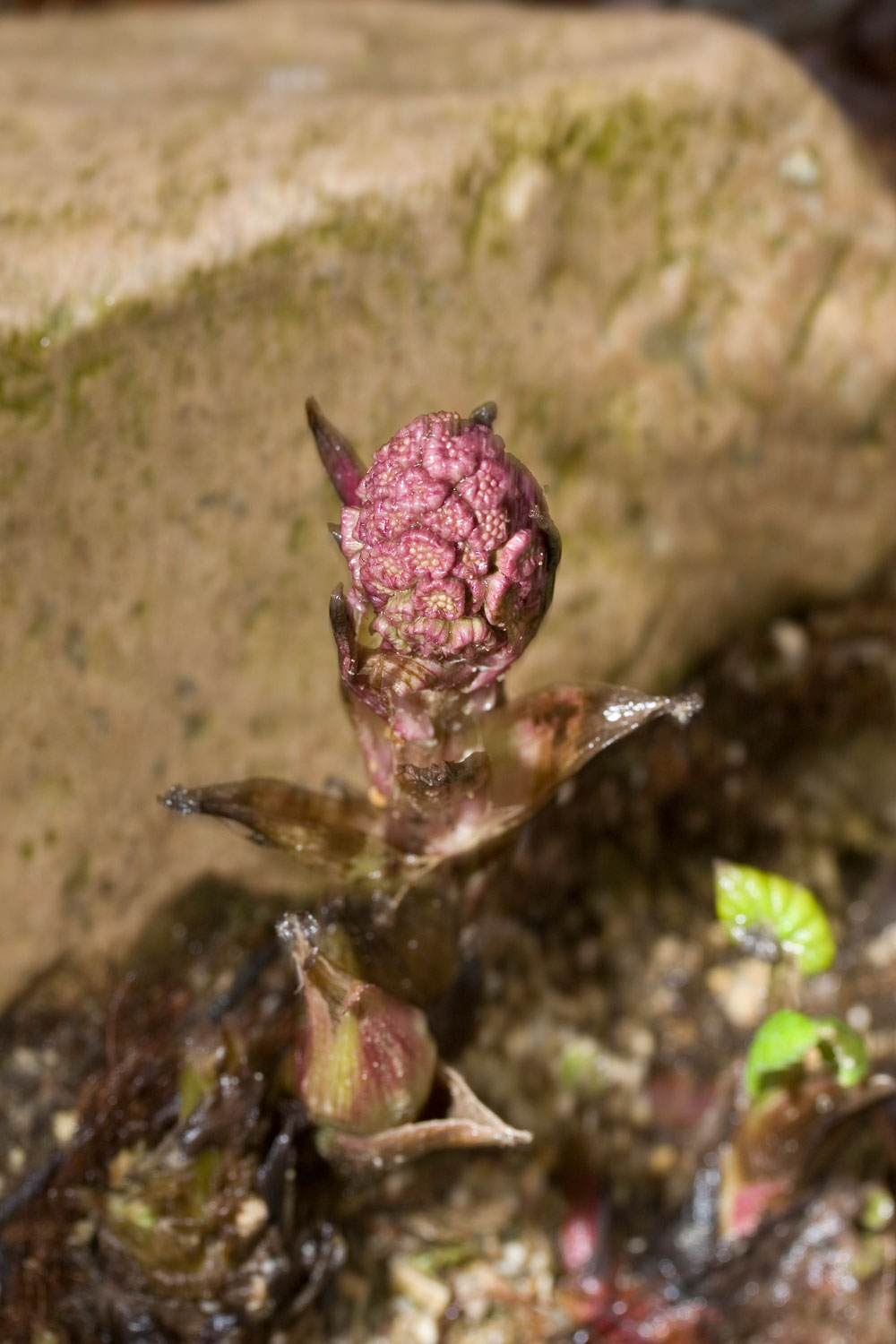 In acqua - Petasites hybridus